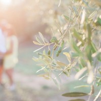 Sunset shoot of a couple in an Olive Grove by Maxeen Kim Photography