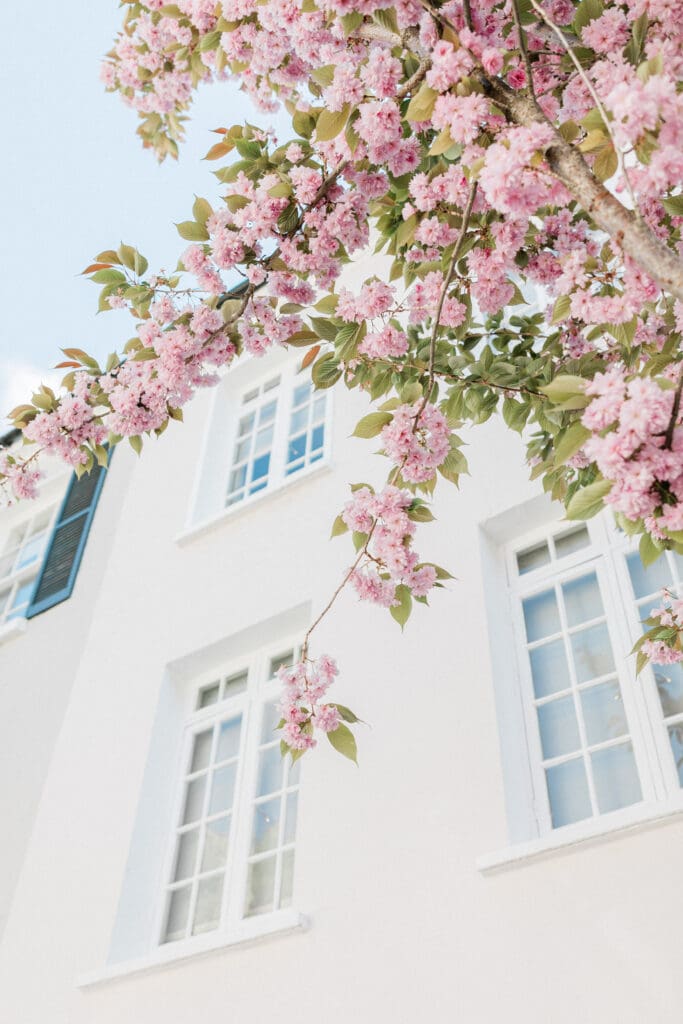 A close up of the exterior of a white town house with pink blossom tree outside in Notting Hill, London.