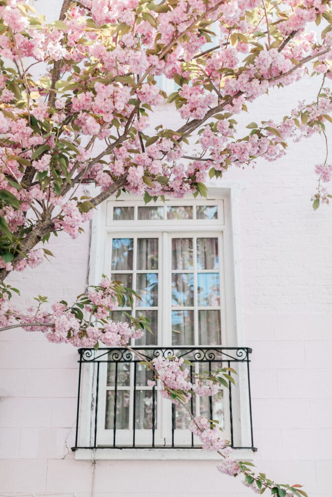 A close up shot of a window of a house with a pink blossom tree outside in London's Notting Hill